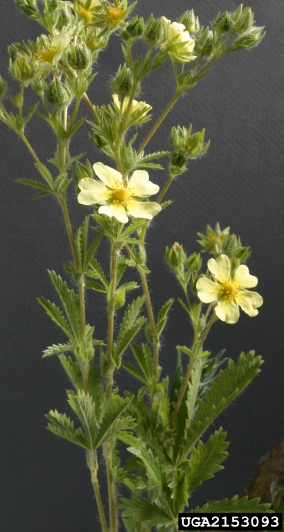 Arrangement of leaves and flowers on branched stems