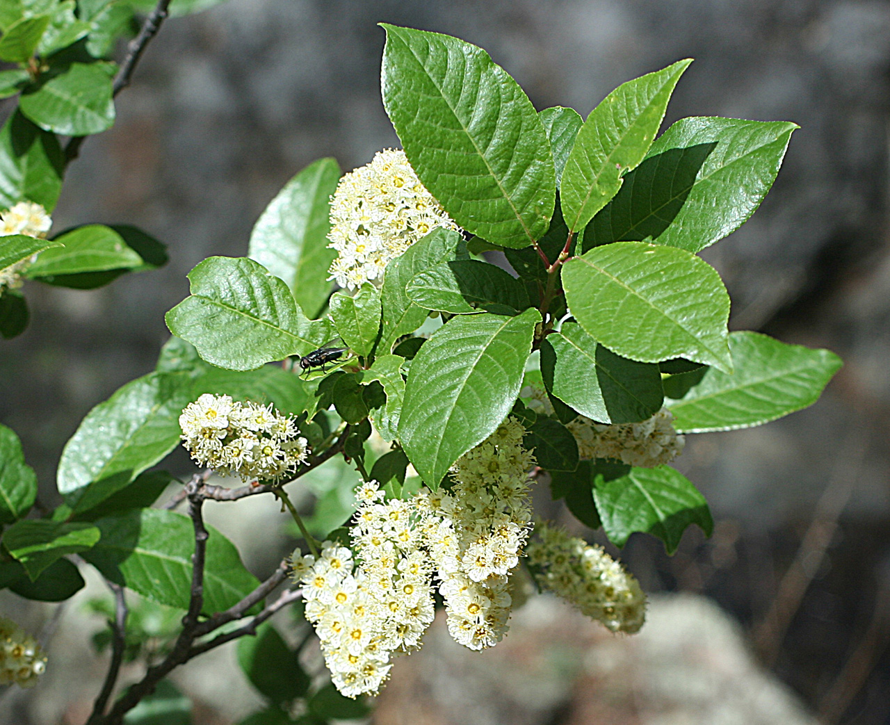 Twig with glossy, simple leaves and white flower clusters