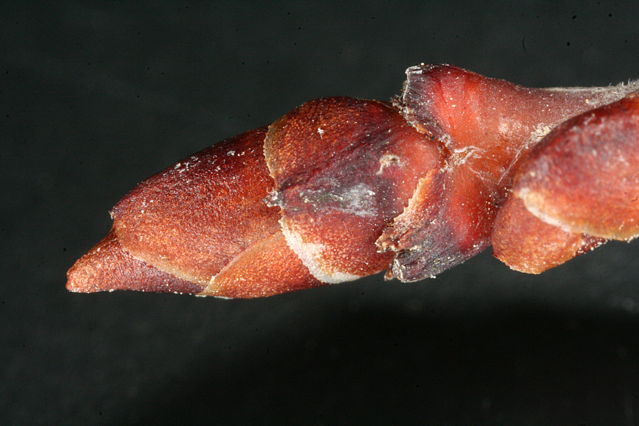 Close-up of bud showing reddish-brown bud scales