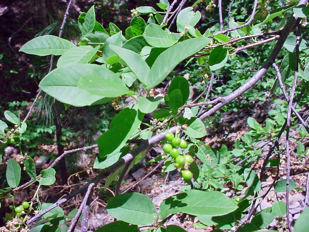 Foliage and green fruits