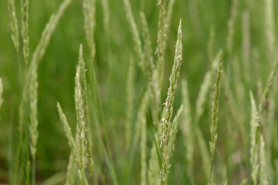 Long, linear spikes with numerous flowers in bloom