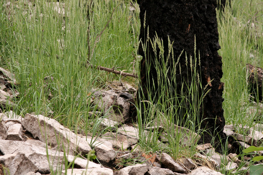 Bunchy growth habit and upright stems