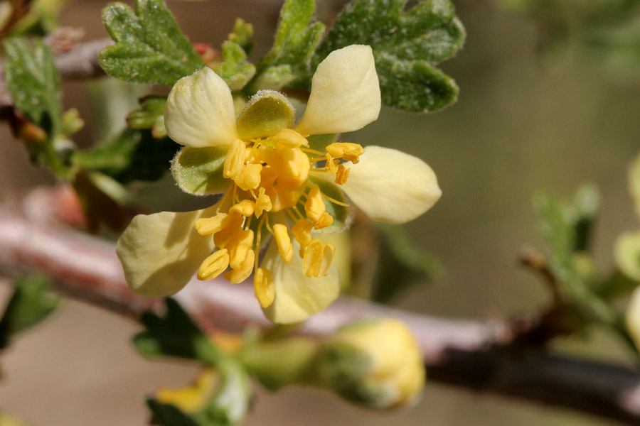 Pale yellow petals of the blossom with brighter yellow stamens