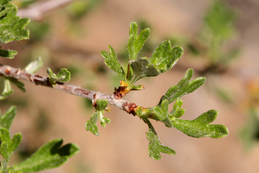 Lobed shape of leaves