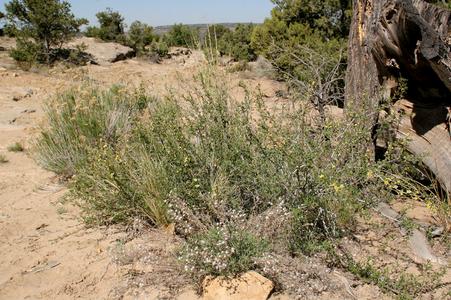 Several antelope bitterbrush plants growing together