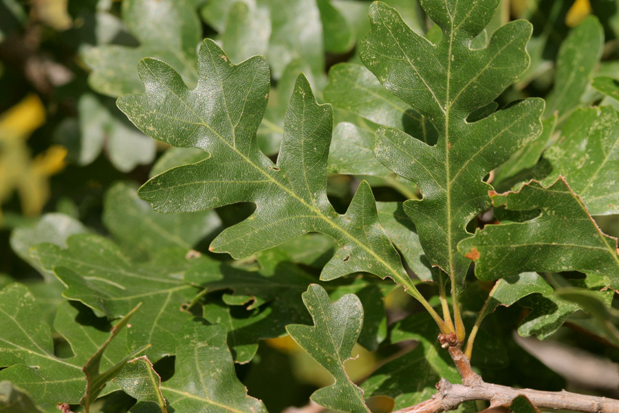 Lobed leaves of Gambel oak