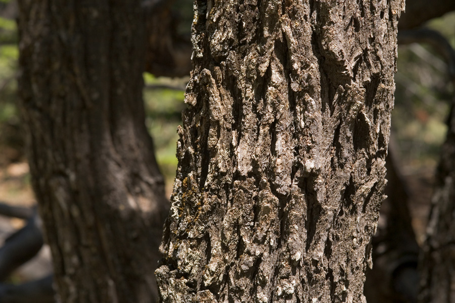 Rough, furrowed bark of Gambel oak