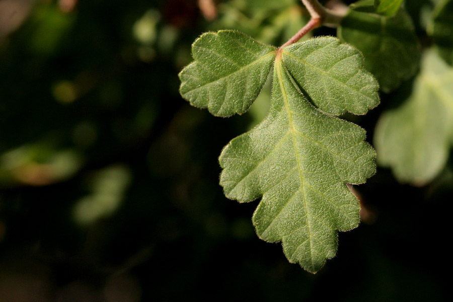 The compound, three lobed foliage that gives this plant its scientific name. This foliage has a wavy margin and prominent veins.