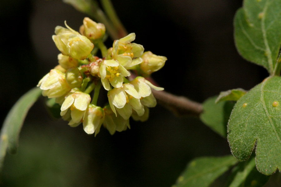 A cluster of small yellow flowers