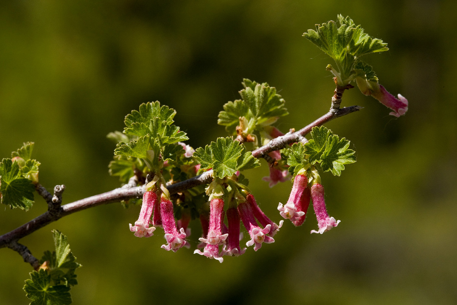 Bright pink, tubular flowers growing downward from a twig. Foliage somewhat crinkled.