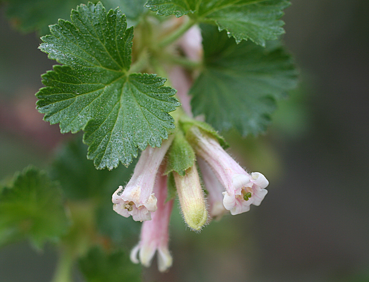 Example of lighter pink flowers beside palmately divided leaves with serrate margins