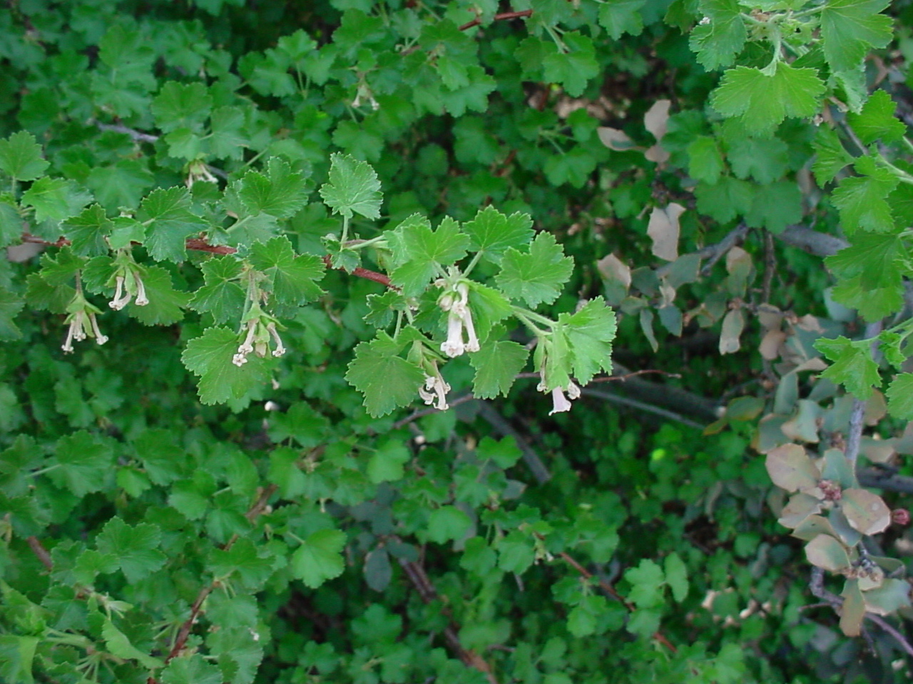 Example of lighter pink flowers beside palmately divided leaves with serrate margins