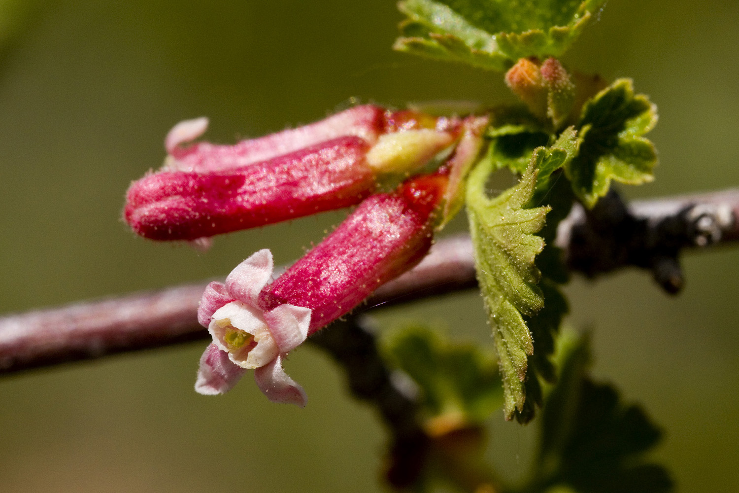 Close-up of bright pink tubular flowers with five small sepals (that look like the petals) at the tip. Flower is very slightly fuzzy.