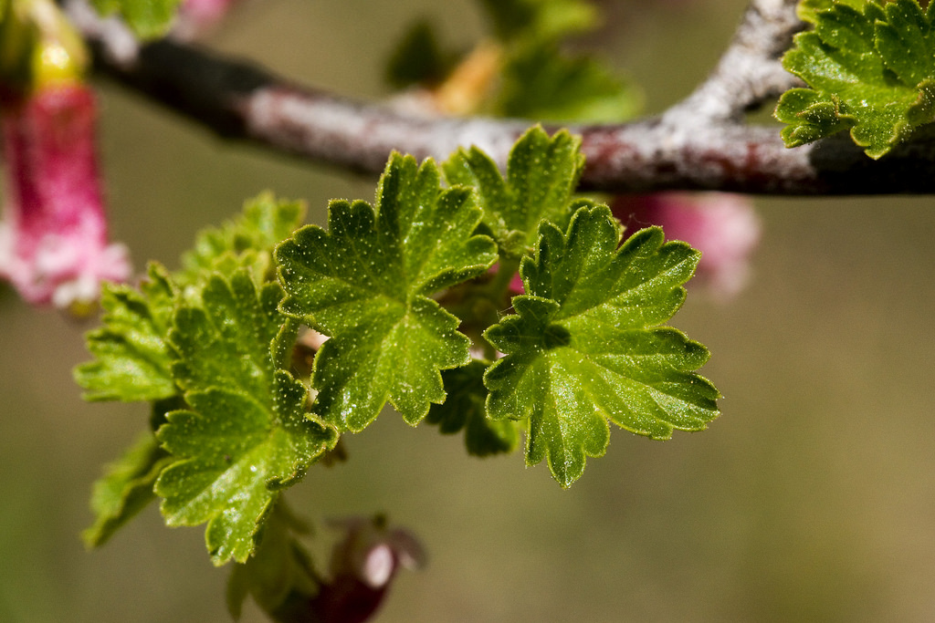 Foliage, which is bright green and slightly crinkly.