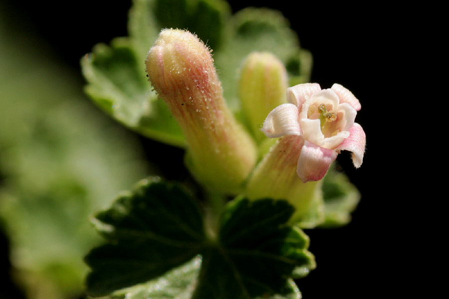 A bud and a flower in bloom. These showcase a lighter flower color variation: yellowing with purple highlights toward the tips of the flowers.