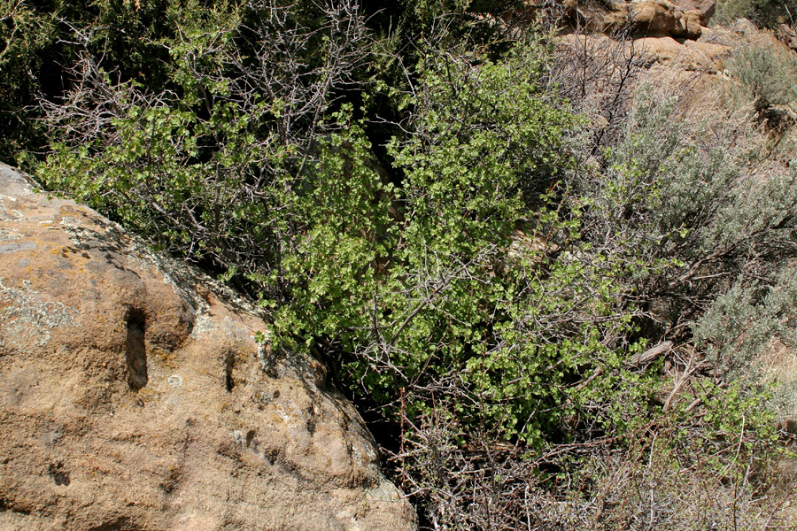 Brushy growth habit with many branches and plentiful foliage.