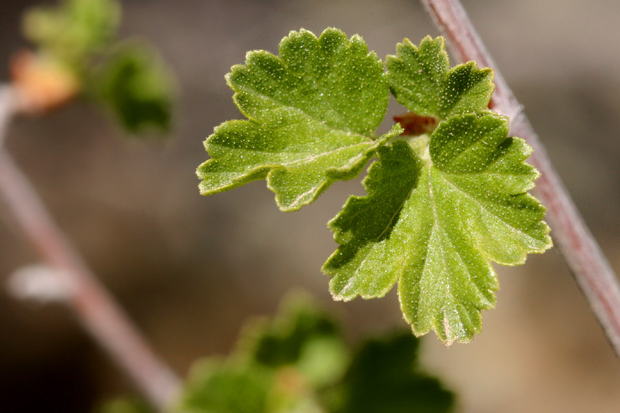 Foliage, which is bright green and slightly crinkly. Stem is reddish.