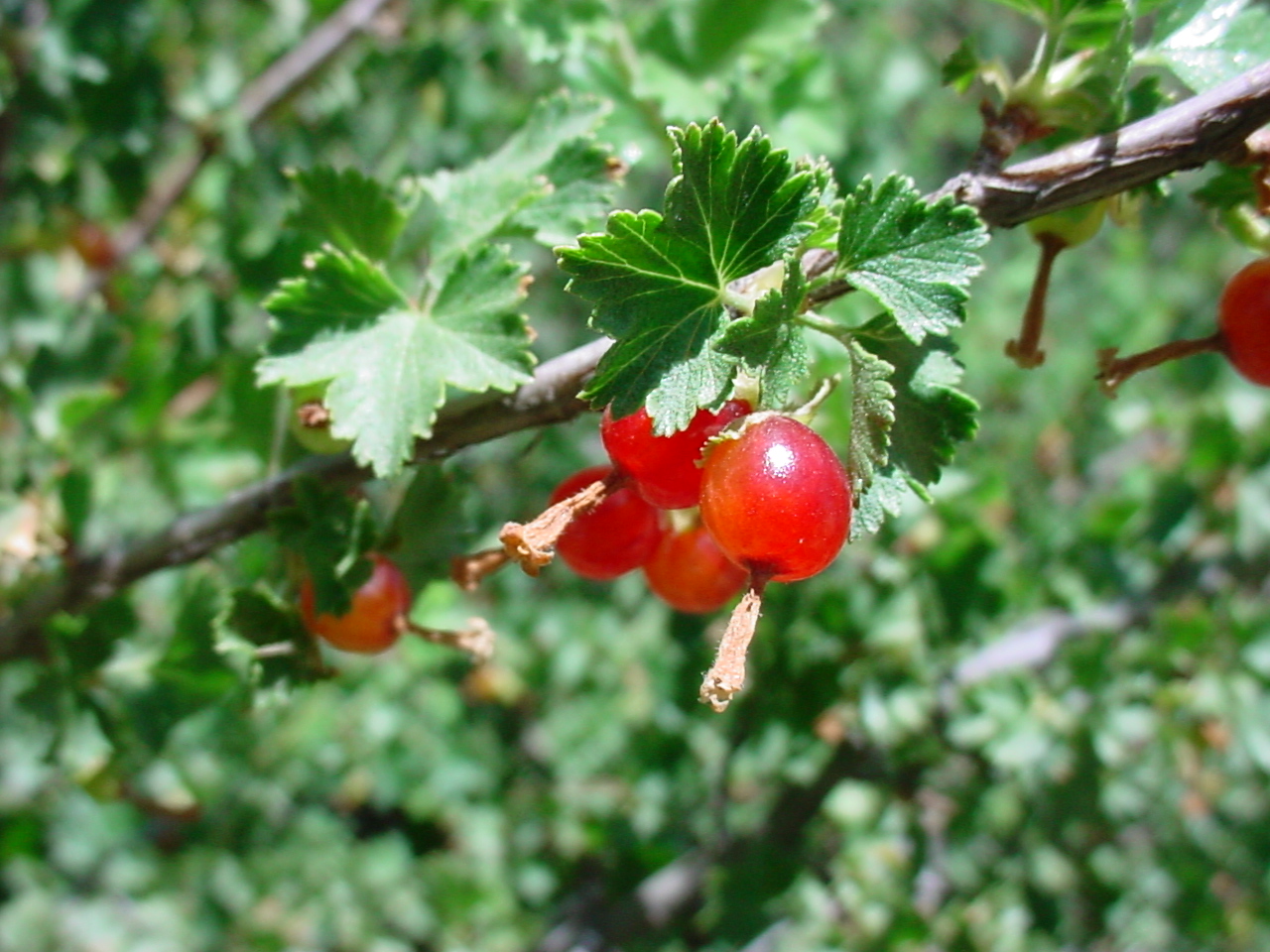 Bright red, globular, shiny fruits with vestiges of the flowers at the bottoms