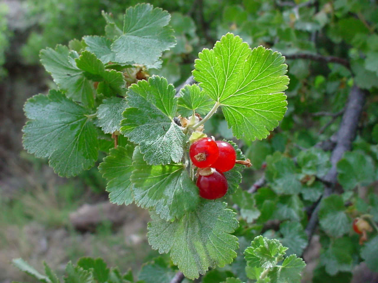 Bright red fruits and foliage