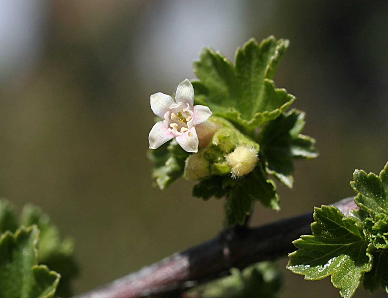 A white flower in bloom with buds and foliage