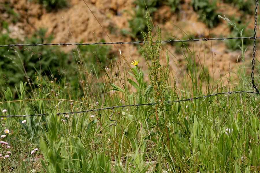 Growth habit with strong central stalk, slightly branched near the top, with many flowers and seeds