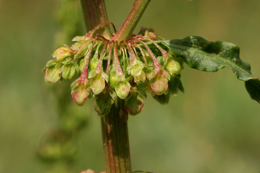 Red-tinged green flowers hanging in a dense cluster