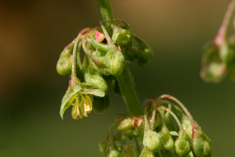 Small yellow and green flowers in clusters on the stalk