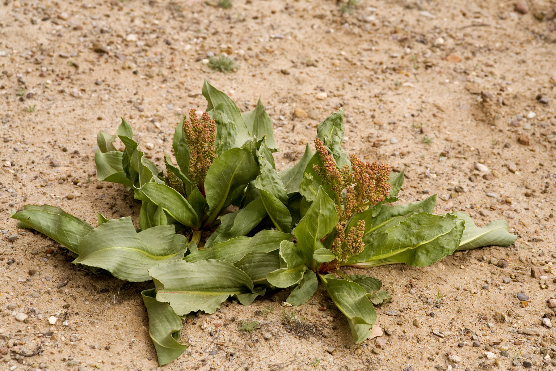 Growth habit with large, simple basal leaves and a central stalk containing a reddish inflorescence