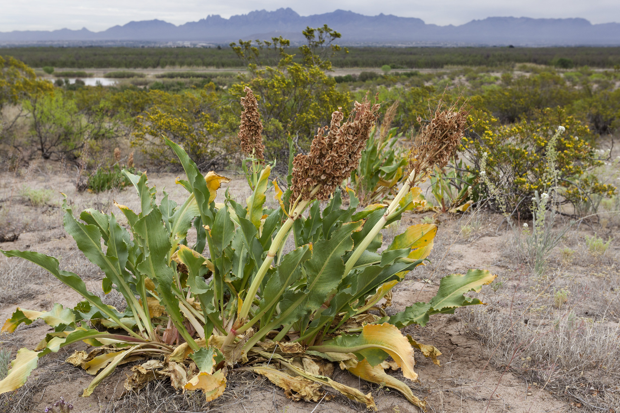 Brushland habitat