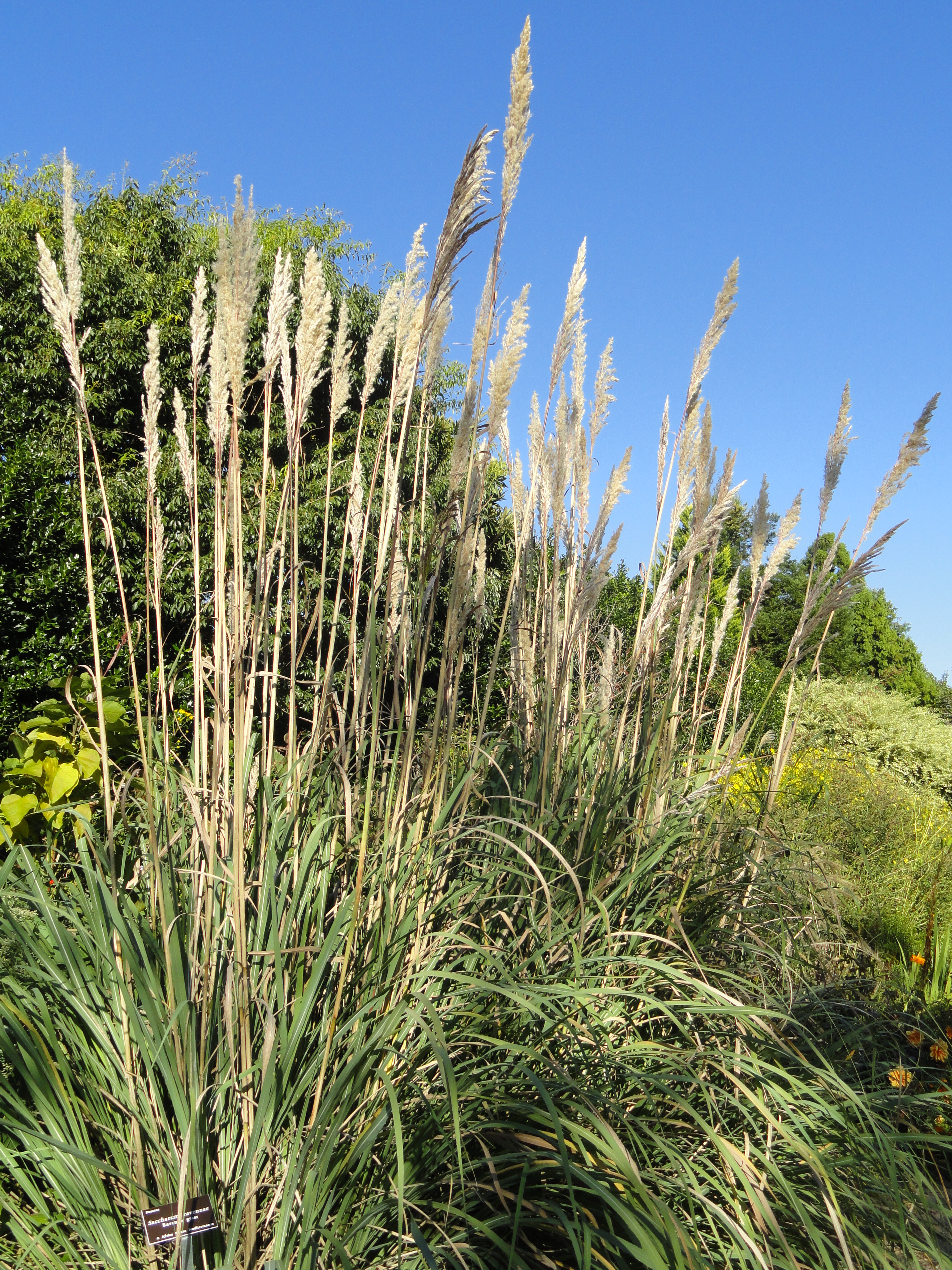 Growth habit showing tall stature of plants among other species