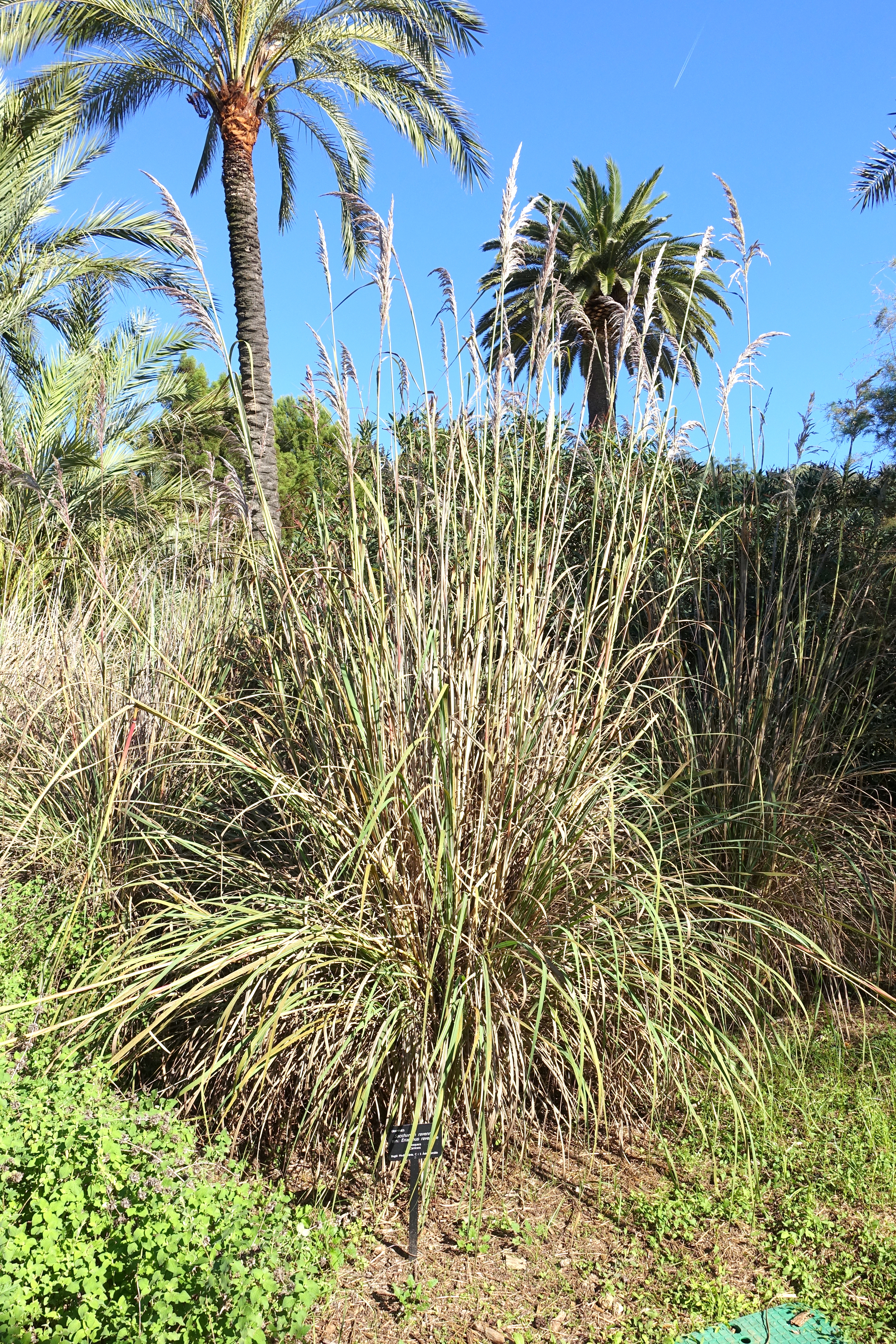 Bunchy growth habit and tall stalks topped with plumed inflorescences
