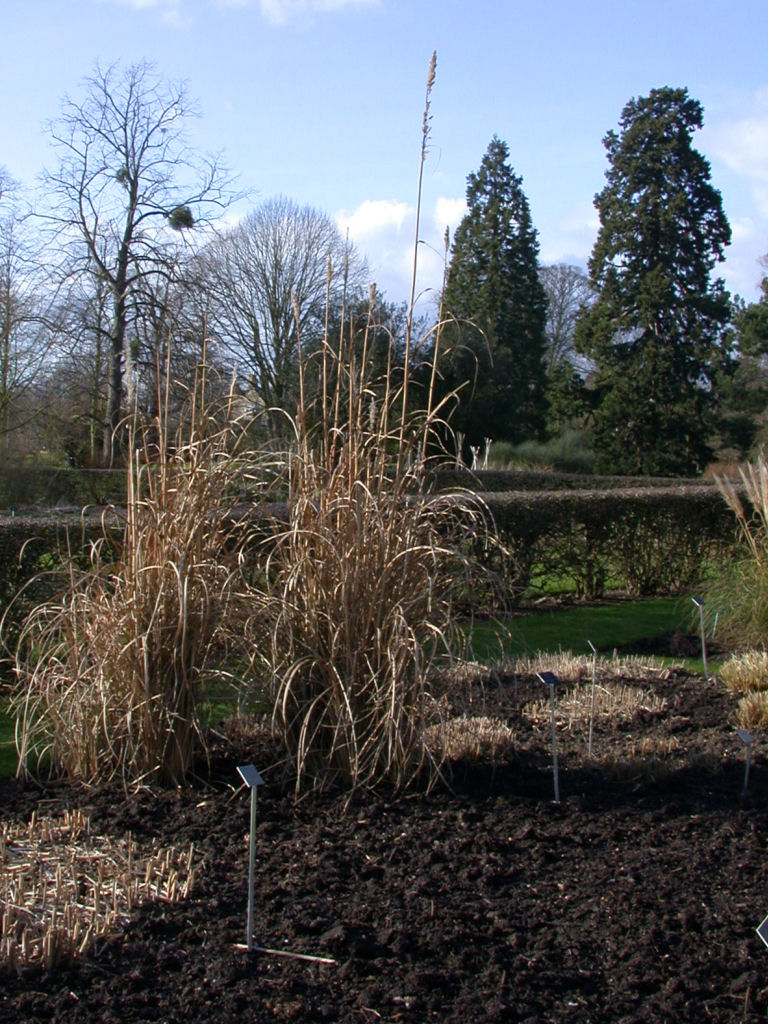 Bunchy growth habit