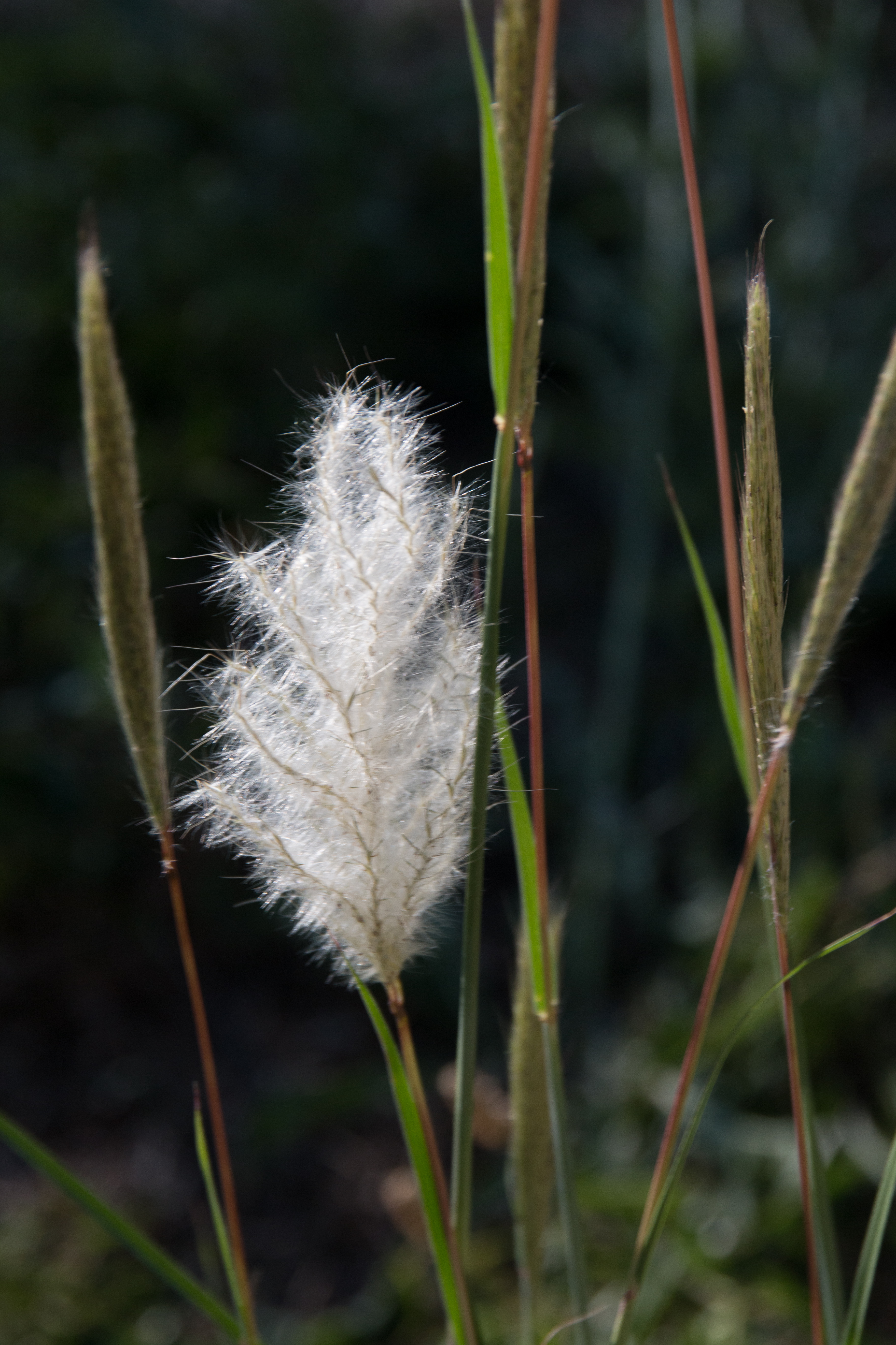 A branched, white inflorescence (panicle) with fuzzy texture