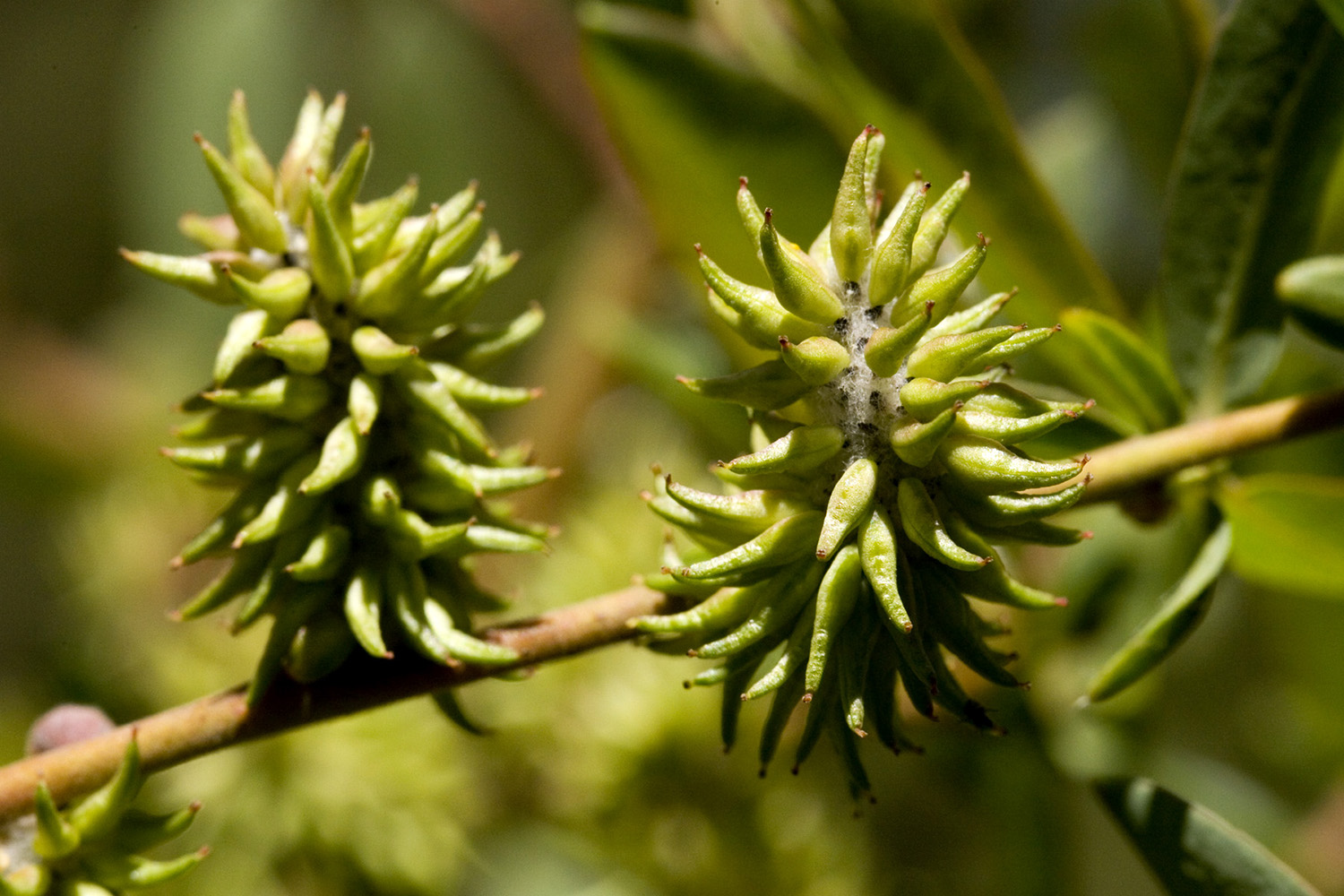 Close-up of light green catkin on twig.