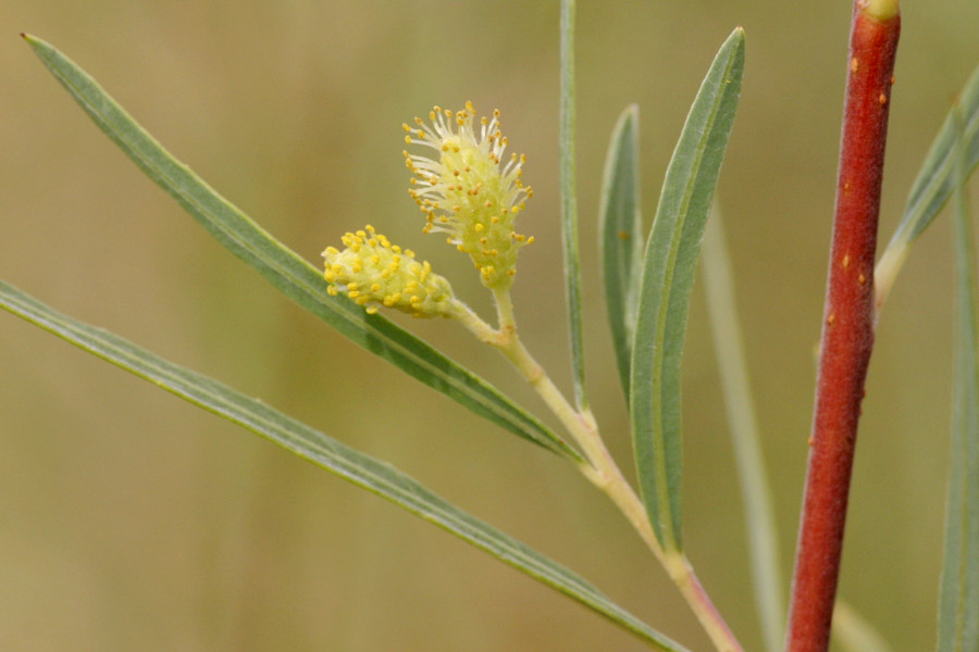 Staminate (male) catkins, which are yellow and fuzzy in appearance