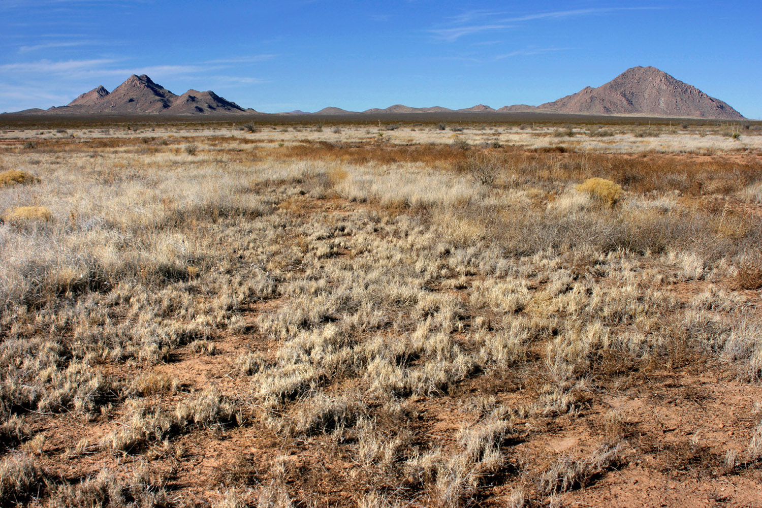 Brushland habitat with grasses growing near tumbleweeds