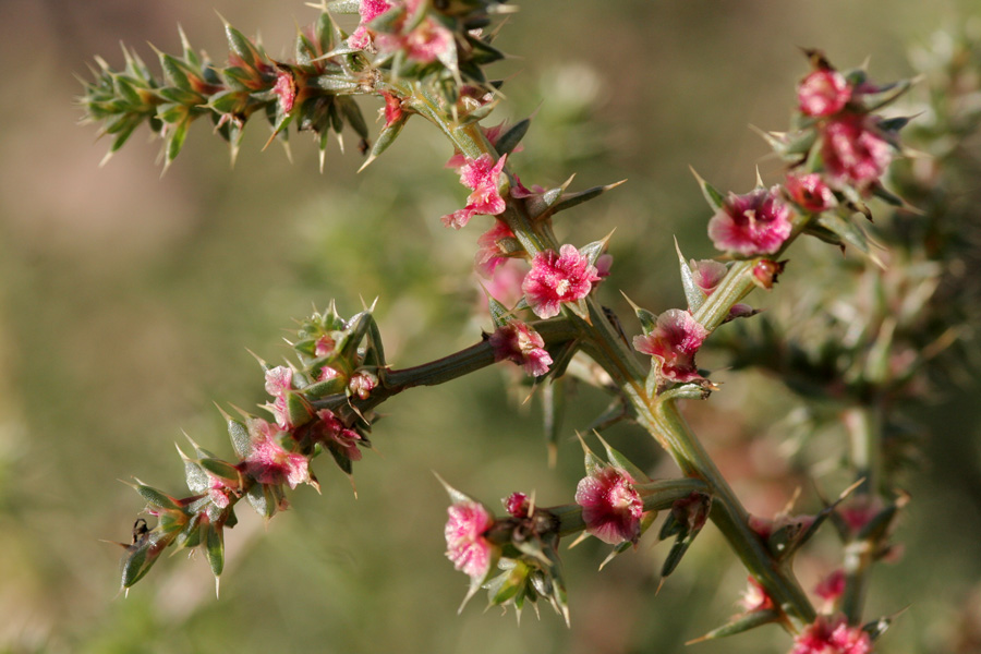 Small, bright pink fruits forming after the flowers have bloomed