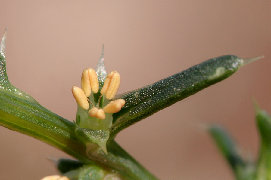 The flowers are tiny, lacking showy petals. Instead, prominent anthers sit between protective bracts