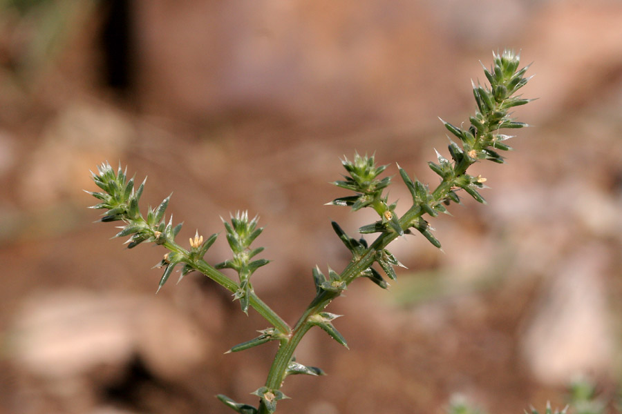 Twig with spines and tiny buds