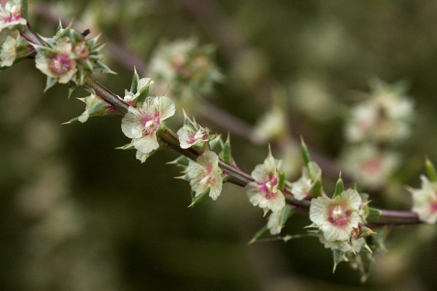 A twig after blooming. Fruits will soon form.