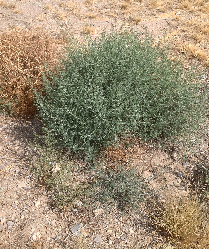 Bare ground with two tumbleweeds, one green and rooted, one brown and dried out, ready to tumble away.