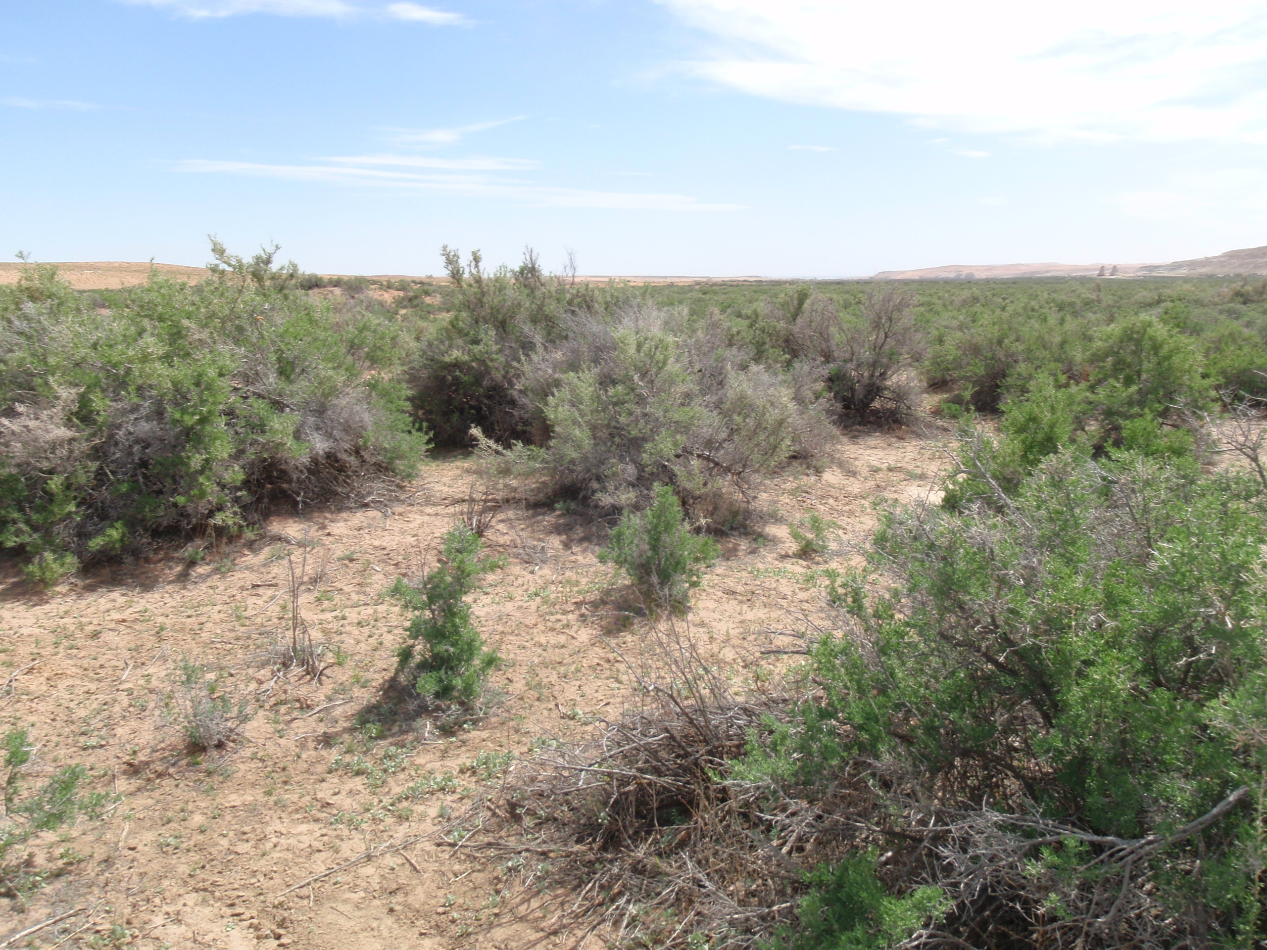 Brushland habitat and a clump of greasewood