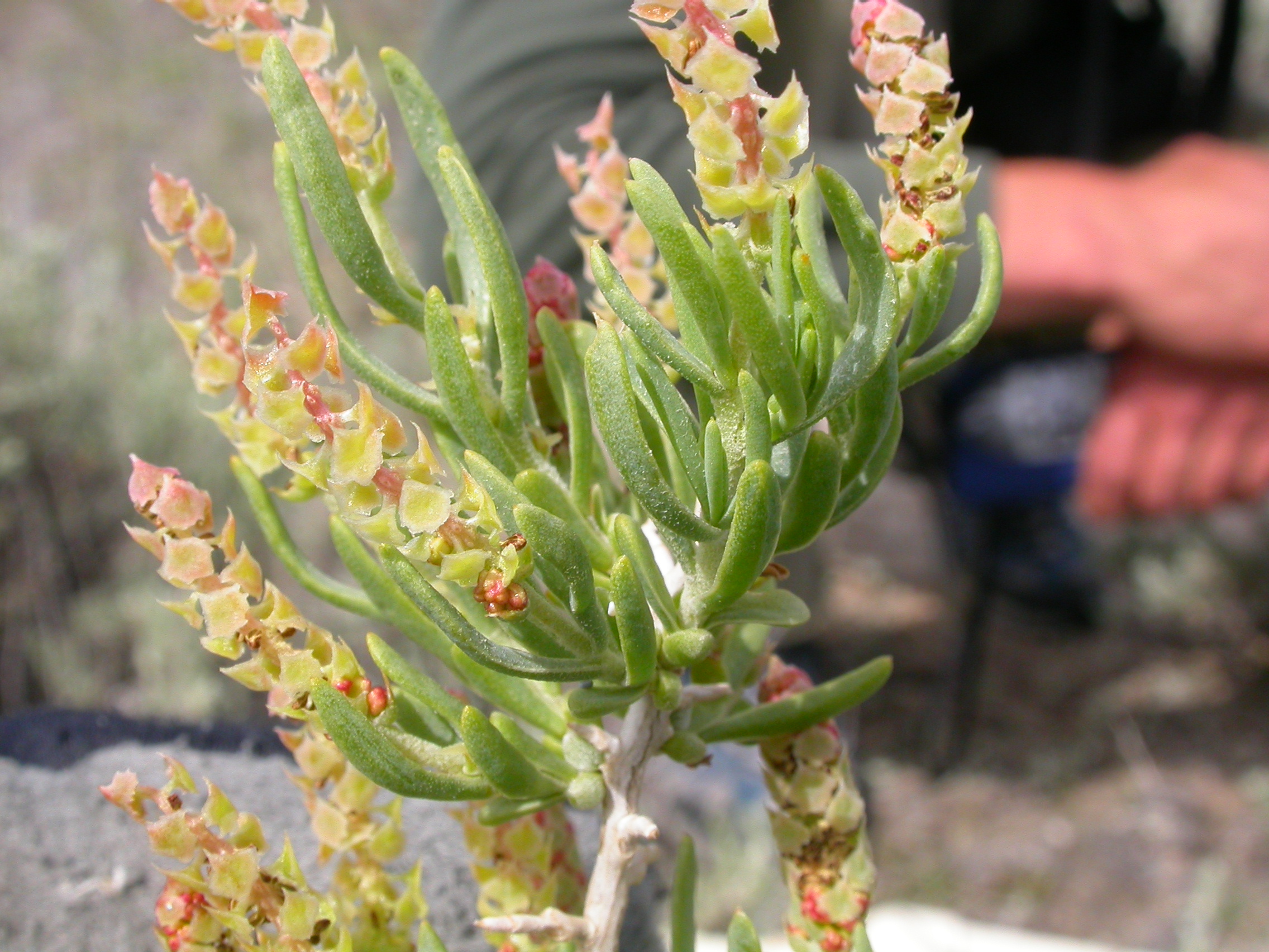 Fruit showing a reddish cast, indicating they are ripening