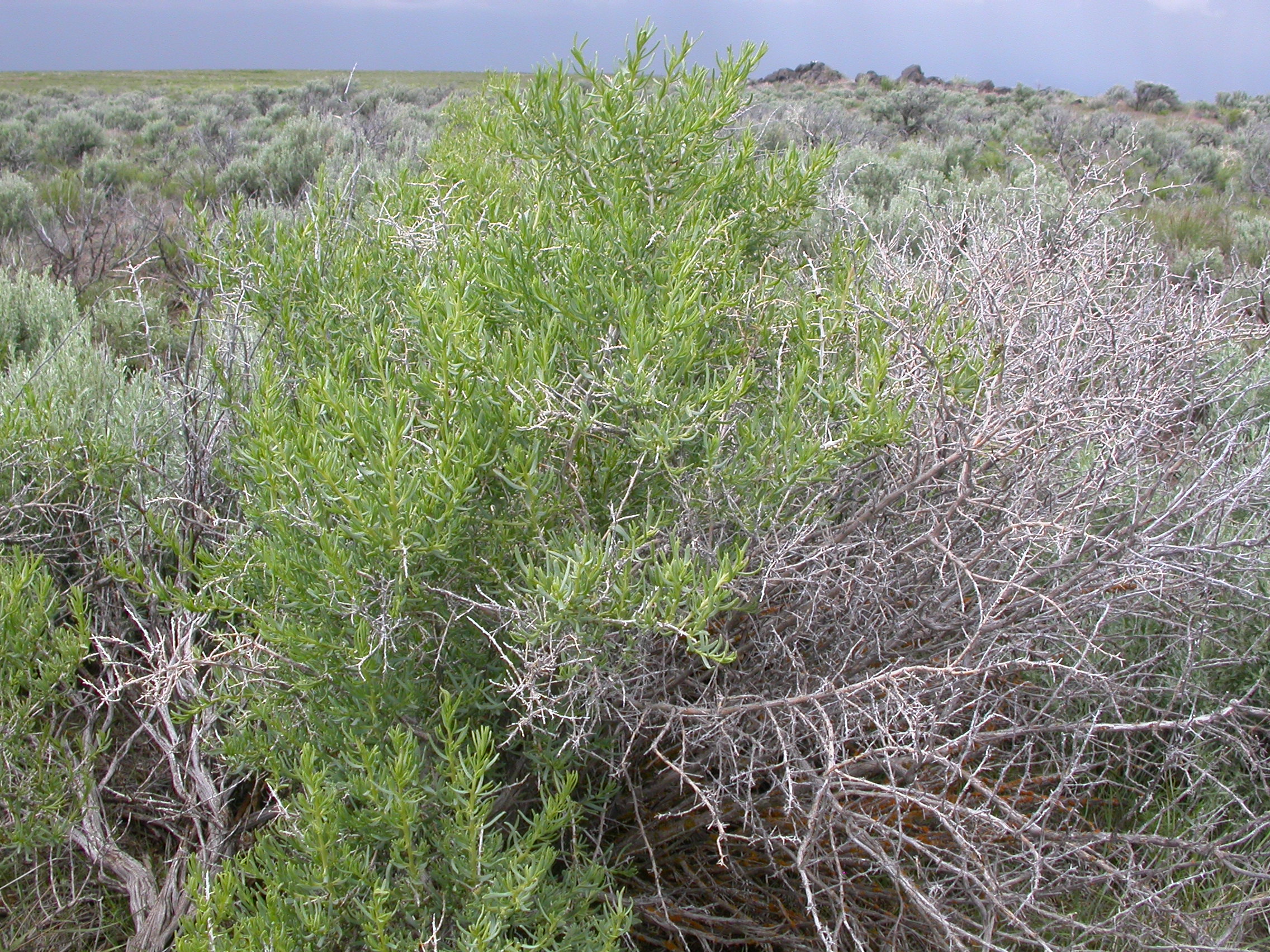 Dense, brushy growth habit