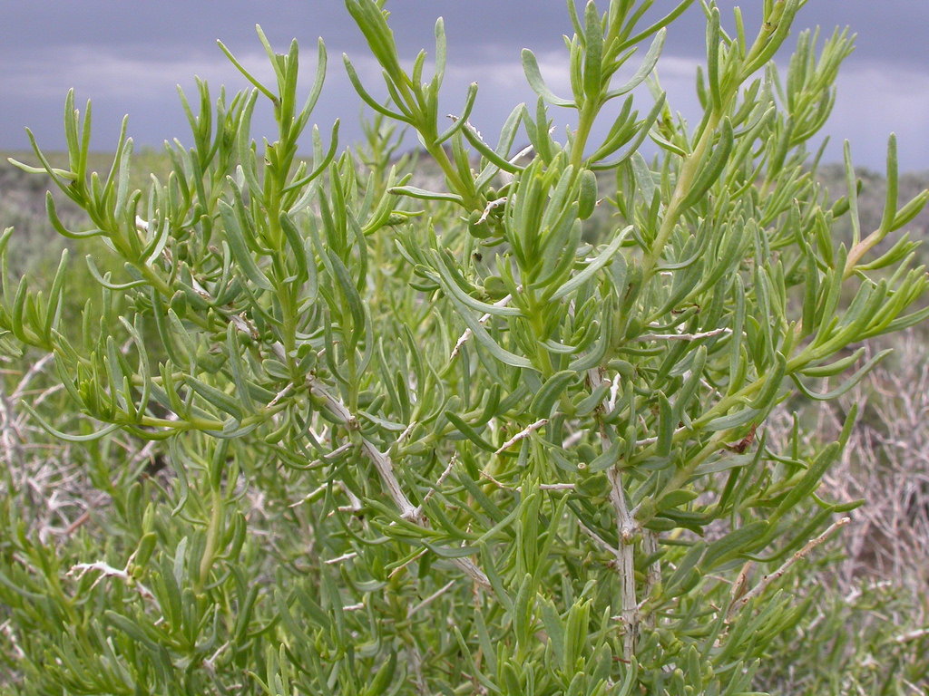 Twigs with dense foliage