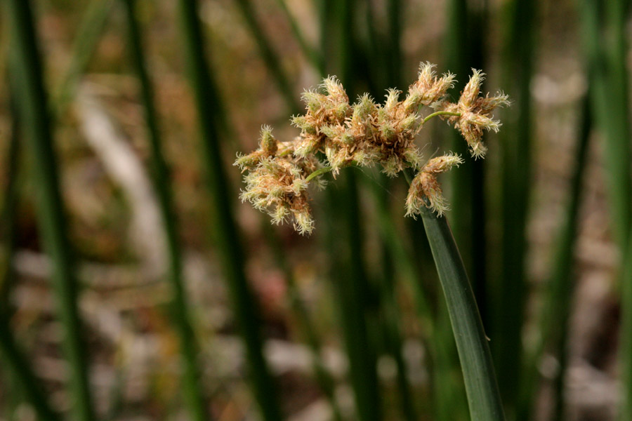 Brownish-red, slightly bristly inflorescence