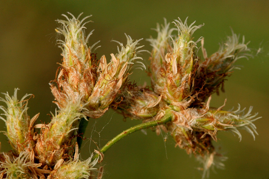 Brownish-red and green spikelet