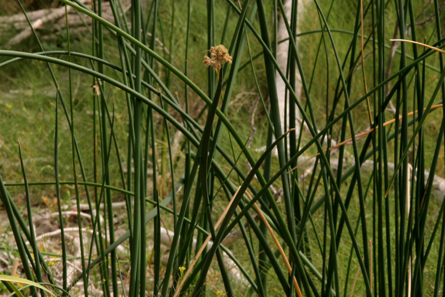 Growth habit: tall, slender stems and a small inflorescence