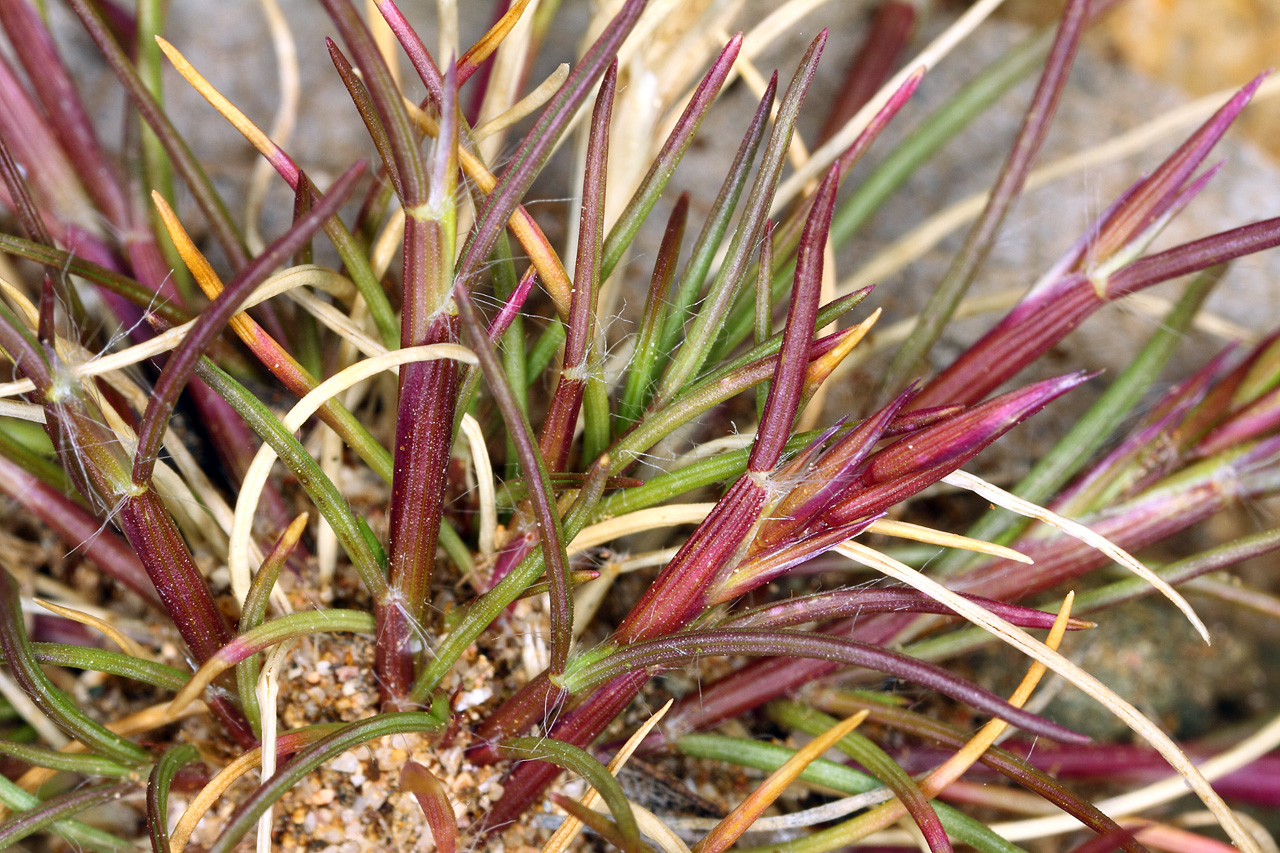 Leaves and dark red inflorescence