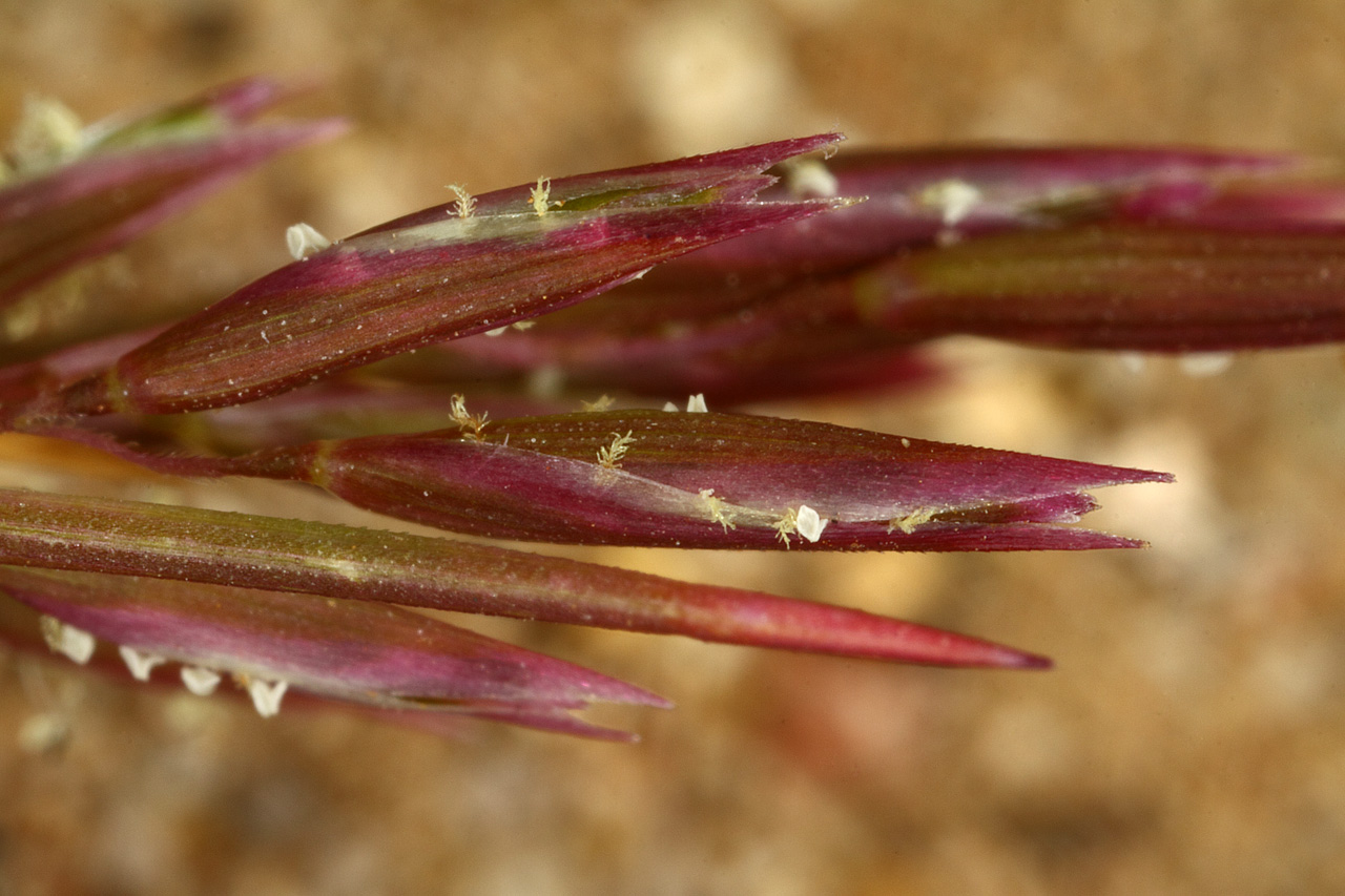 Close-up of dark red inflorescence